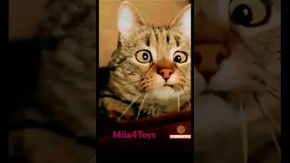 Lustige Katzen 2 fail pranks catlover cat funnyvideo lustigetiervideos haha [upl. by Yliak617]