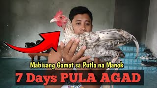 Sagot sa Putlang mukha ng Manok  LINYADA NG MAMAY [upl. by Nylessoj]