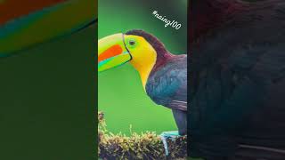 Keelbilled toucan  Daily Home Screen wallpaper naing100 wallpaper [upl. by Bleier]