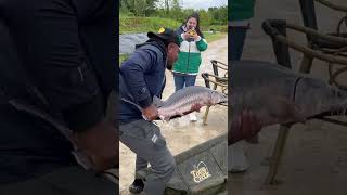 Fishing for sturgeon in Europe 1st sturgeon Landed ✅ Part2 fishing europe [upl. by Anitsirhcairam135]