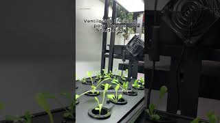 Maximiza el Crecimiento de tus Plantas con un Ventilador USB [upl. by Seditsira]