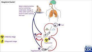 Naegleira fowleri life cycle [upl. by Arlee]