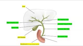 HEPATOBILIARY SYSTEM ANATOMY [upl. by Engud775]