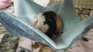 DIY Guinea Pig Hammock  no sew [upl. by Natty583]