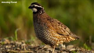 Northern Bobwhite Quail Call  Virginia Quail Call Bobwhite Quail Call [upl. by Inacana]