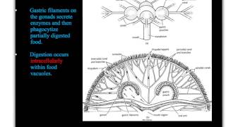 Scyphozoa [upl. by Kurtis]