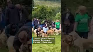 Hundreds of golden retrievers gather to mark anniversary of breed [upl. by Petra]