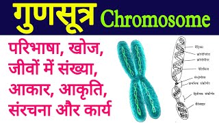 chromosome  gunsutra  chromosome structure and function  gunsutra ki sanrachna karya  गुणसूत्र [upl. by Tomasine848]