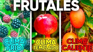 🍋 ÁRBOLES FRUTALES que se dan en CADA TIPO de CLIMA ☀️ [upl. by Babb]