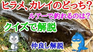 【仲良し解説】ヒラメとカレイどっち？ 生態と釣り方 産卵期、仕掛け、食べ方、生息域 vol4 [upl. by Barncard]