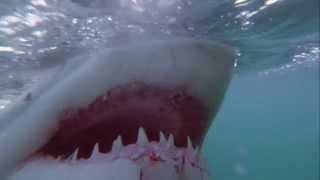 Great White Shark Attacks Freediver in South Africa [upl. by Jasmine]