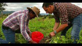 Ingenieros agrónomos los médicos de los cultivos el aliado del agricultor [upl. by Bobseine895]