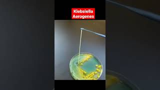 Klebsiella Aerogenes Microbiology klebsiella media microbiology shortvideo medical [upl. by Kerwinn]