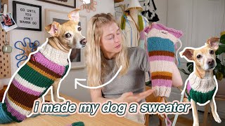 how to knit your dog a sweater w PATTERN for beginner knitters [upl. by Fin]