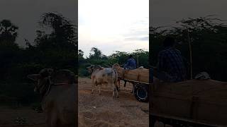 powerful Ongole gittalu  Ongole bulls  MID Ongole bulls Dheera Rana pulling heavy sand load [upl. by Nrobyalc]