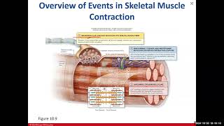 Day 16 BIO 210 700 Lecture FA2024 Muscle Tissue Part 2 [upl. by Gayn]