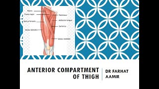 Anterior Compartment of Thigh Anatomy [upl. by Ramo]