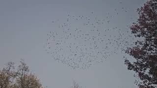 Autumn starling murmuration [upl. by Aihsilef]