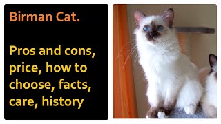 Birman Cat Pros and Cons Price How to choose Facts Care History [upl. by Reddy799]