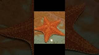 Bahama Sea Star or Cushion Sea Star Scientific name Oreaster Reticulatus [upl. by Cr]