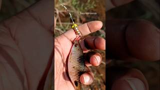 Berkley cherrywoodspinnerfishing ultralight [upl. by Etterb]