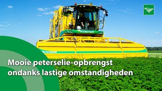 Hoge opbrengst peterselie ondanks late seizoenstart [upl. by Ahsia560]