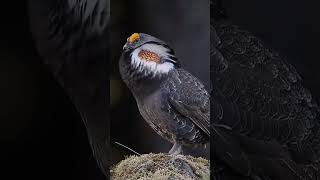 Burung Ayam kakikasar  jagatburung duniaburung suaraburung burungliar burungberkicau [upl. by Ayhdiv]