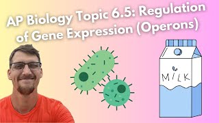 65 Regulation of Gene Expression Operons  AP Biology [upl. by Wagshul]