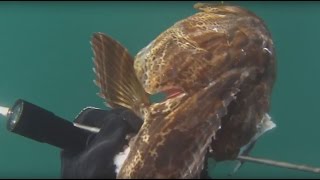 Lingcod and Cabezon  Spearfishing the California Coast [upl. by Sager]