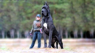 11 Biggest Dogs in the World [upl. by Weinrich]