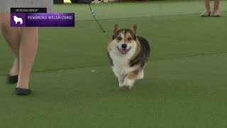 Pembroke Welsh Corgis  Breed Judging 2023 [upl. by Sturges]