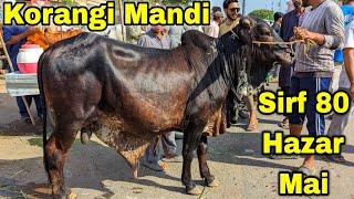 Korangi Mandi Karachi Cattle Latest Rates Update Sunday 26 May 2024  Cow Mandi 2024 [upl. by Zipporah]