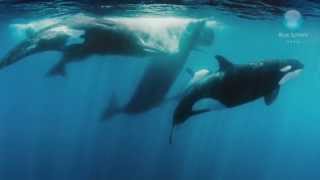 Orcas vs Sperm Whales [upl. by Torrin]