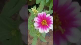 AMIDHARA  AMIDHARA NURSERY sorts love subscribe trending feed shorts viralvideo [upl. by Carnahan]