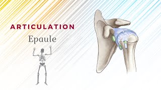 Anatomie De Lépaule  Articulation ScapuloHumérale [upl. by Erbma]