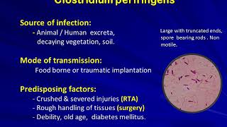 Clostridium perfringensGas gangrene DrPSreenivasulu Reddy MD [upl. by Ellecrag771]