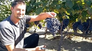 How to Prune and Grow Grapes  A Complete Garden Growing spur type guide [upl. by Dom]