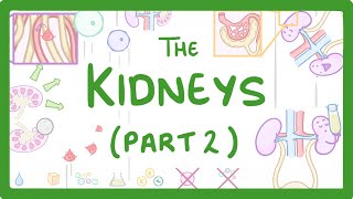 Biology  Structure of the Kidneys  Kidneys Part 23 28 [upl. by Annaynek]