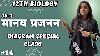 12th Bio Ch3  Lec14  मानव प्रजनन  diagram special class  By Renu maam  Ashish Singh Lectures [upl. by Leund]