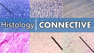 Histology  Connective Tissue [upl. by Nylessoj666]