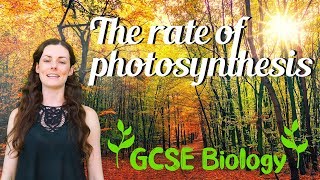 The Rate of Photosynthesis  GCSE Biology [upl. by Ttezzil]