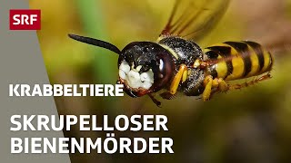 True Crime Mord und Totschlag im Insektenreich  Krabbeltiere  SRF [upl. by Castle]