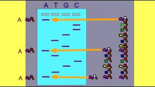 DNA SEQUENCING GEL ANALYSIS [upl. by Ardnad666]