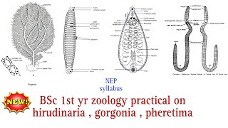 BSc 1st yr zoology pratical on hirudinaria gorgonia pheretima zoology pratical  NEP syllabus [upl. by Evaleen461]