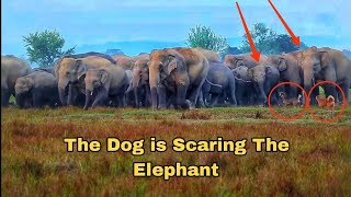 The Dog is Scaring The Elephants 🐘🐘elephannature babyanimal animals animals wildlife attitude [upl. by Htes]