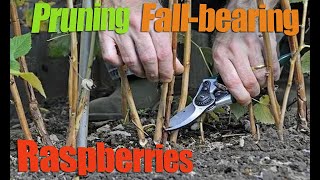 Pruning Fallbearing Raspberries  How And When To Prune a Raspberry [upl. by Goat539]