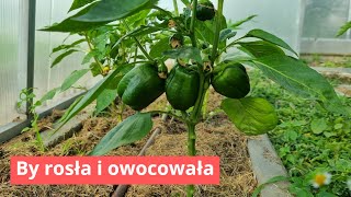 Papryka wszystko o cięciu by dobrze owocowała [upl. by Dickerson]