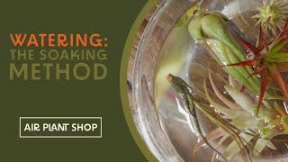 Watering Air Plants  The Soaking Method  Tillandsia Care Tips [upl. by Otrebmuh]