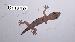 Omunya Ggugudde Mumazzi Gengenda Okunaaba Tropical House Gecko Hemidactylus Mabouia [upl. by Jacquelynn]