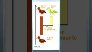 Comment Apparaissent les Nouvelles Espèces  shorts évolution spéciation espèce [upl. by Aliab]